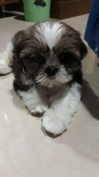 Anjing ShihTzu no stambum vaksin ke 2