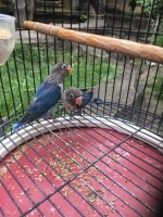 lovebird warna biru umur 2-3 bulan