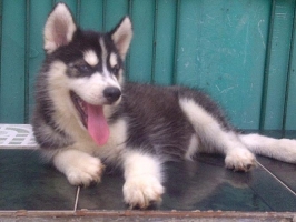 anjing husky komplit dgn sertifikat bisa nego alus alusan
