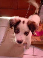 Anjng Lucu Minat Wa aja Ya