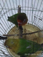 burung love paud 2bulan no minus