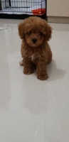 Red mini poodle 2bln vaksin binus kandang dan pakan