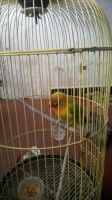 Lovebird jantan 11 bulan