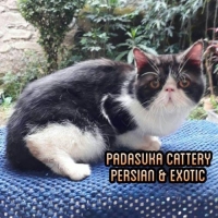 Ready Jantan Exotic Bloodline Pedigree