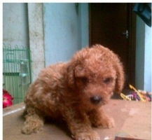 Red toy poodle kualitas super. stb