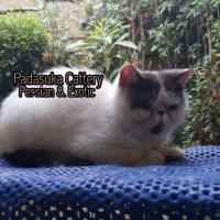 Persian Shorthair / Exotic Jantan
