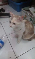 Kucing anggora umur 1tahun