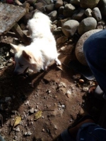 Anjing Pulpin warna putih