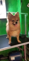 Betina indukan Minipom