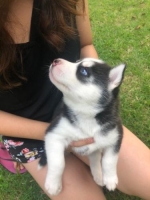 Siberian Husky pure breed 3 betina 1 jantan