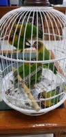 6 ekor LB josan borongan