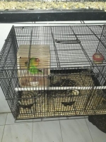 2 pasang lovebird Darkori Grade B X Paskun sudah ngangkut sarang