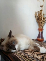 Kucing siam betina 10 bulan + 2 kandang DLL