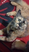 kucing persia mix anggora lucu dan bagus