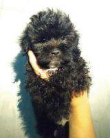 Anak anjing Black toy poodle x red toy poodle