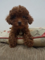 ** RED TOY POODLE **