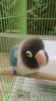 Lovebird Cobalt Perso Betina Mapan