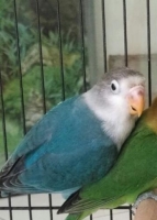 Lovebird Cantik Blue FC
