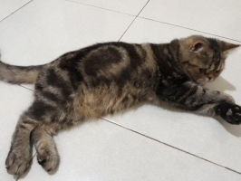 Persian exotic torbie jantan 7bln