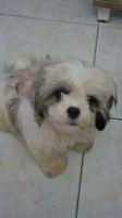 Anakan mini shihtzu jantan umur 4 bln