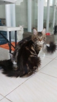 Kucing mainecoon ped cfa jantan
