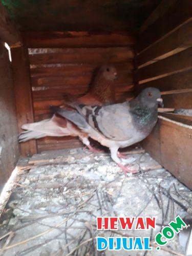 Download 83 Foto Gambar Burung Dara Kelabu Hd Terbaru Gambar Burung
