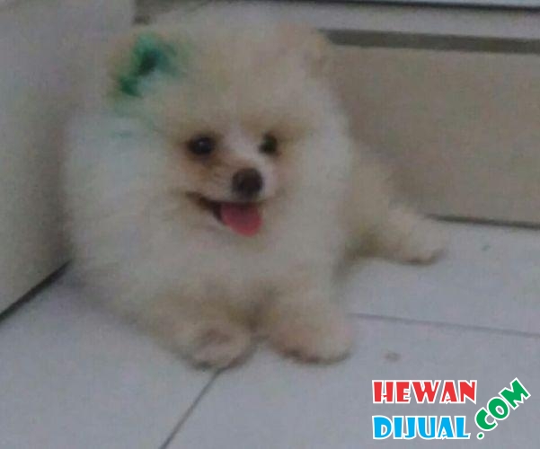 Kandang Anjing Anjing Mini Pomeranian