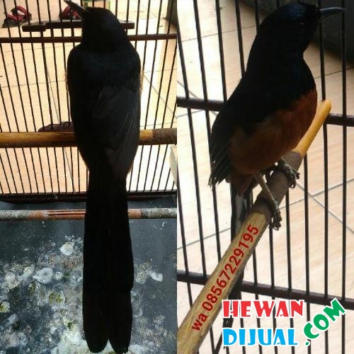 Burung Murai Togel Gambar Burung