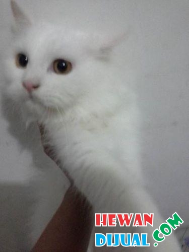 kucing: Kucing Persia Warna Putih