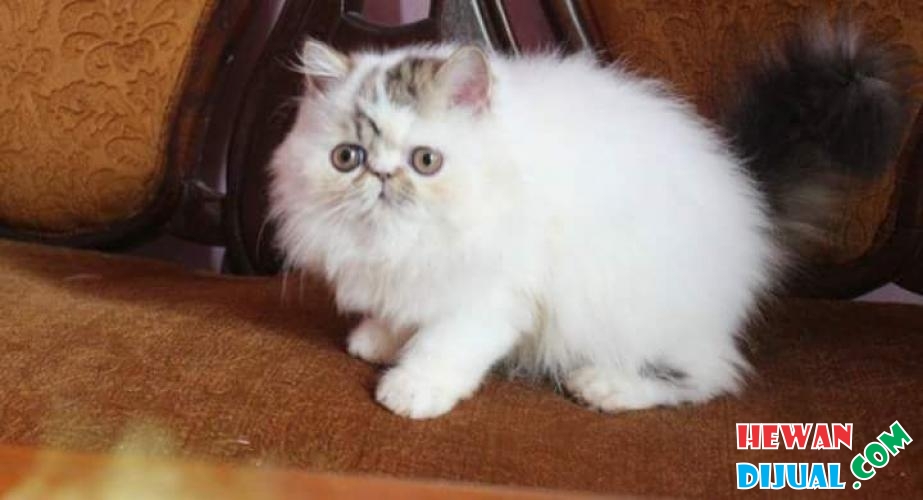 kucing: Harga Kucing Persia Peaknose Long Hair