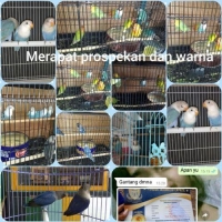 Love Bird Balibu Berbagai Warna Murah Berkualitas