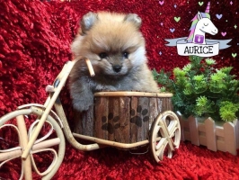 3Ekor Mini Pom Stambum 1Jantan 2 Betina