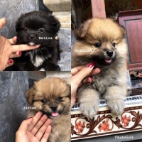 Anjing minipom mix harga nego