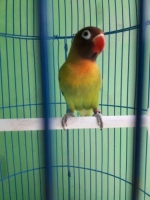 Burung baby Love Bird betina, lucu, juara berkicau!!!