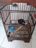 burung jalak suren