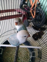 Lovebird warna cobalt paud badan big