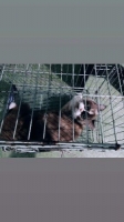 Kucing Persia Adult Cantik 3 Warna + Get Free Me-o 450g