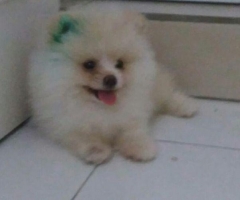 Anjing pom mini size