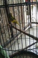 Kenari bon ijo botol gacor