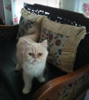 kucing betina flatnose/peaknose turun