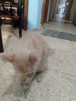 kucing anggora plus kandang