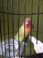 Sepasang burung lovebird baby durasi prestasi umur 3 bulan