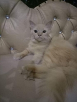 kucing Anggor umur 8 bulan jenis kelamin betina