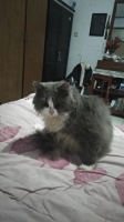 Kucing persia rawatan pribadi