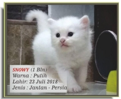 Anak Kucing Persia Medium Lucu