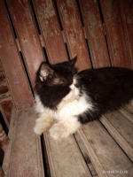 Kucing Peaknose turun jenkel jantan