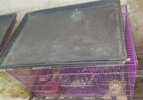 6 Kandang bekas burung love bird