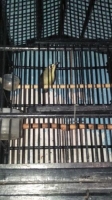 Pleci suara hutan gacorrr