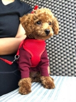 FEMALE RED TOY POODLE SUPER RED COLOR STAMBOOM LENGKAP