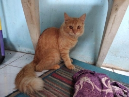kucing anggora jantan Bagus Kucing Rumahan